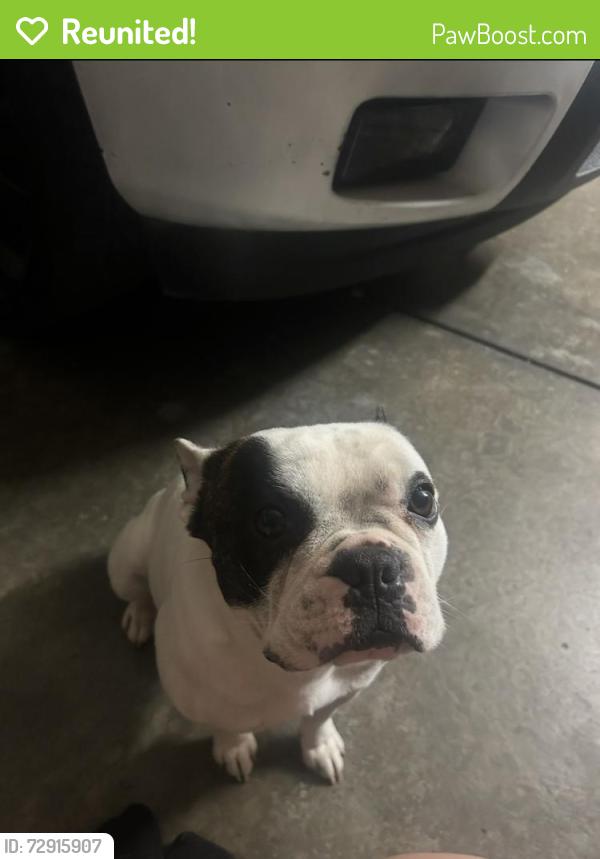 Reunited Male Dog last seen Near Liselle Ln, Modesto, CA 95358, USA, Modesto, CA 95358
