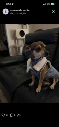 Reunited Female Dog last seen McDermitt Rd, Memphis, TN 38120, USA, Memphis, TN 38120
