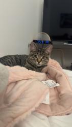 Reunited Unknown Cat last seen Henry st, Stamford, CT 06902