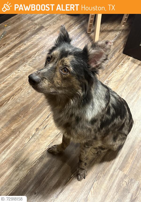Found/Stray Male Dog last seen Briar forest / hwy 6, Houston, TX 77077