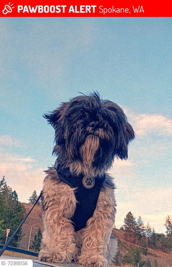 Lost Male Dog last seen Addison and Francis, Spokane, WA 99217