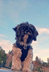 Lost Male Dog last seen Addison and Francis , Spokane, WA 99217