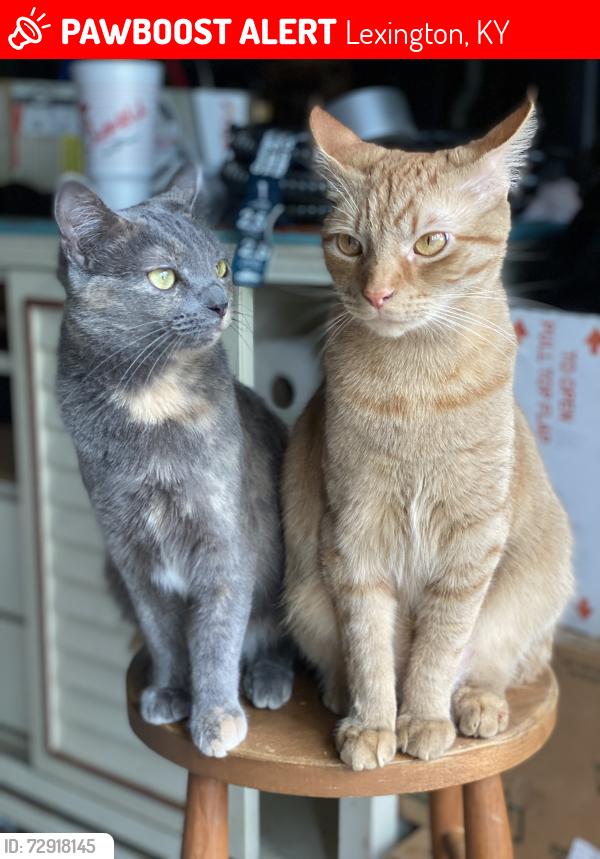 Lost Female Cat last seen Kilrush, Lexington, KY 40504