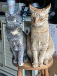 Lost Female Cat last seen Kilrush, Lexington, KY 40504