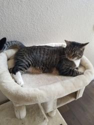Reunited Male Cat last seen Near Sierra Pines Ct, Las Vegas, NV 89130, USA, Las Vegas, NV 89130