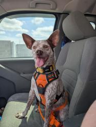 Reunited Female Dog last seen Mercer arboretum trails, Humble, TX 77338