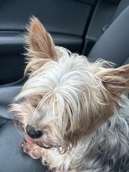 Reunited Female Dog last seen S lazy meadow way , Montgomery County, TX 77386