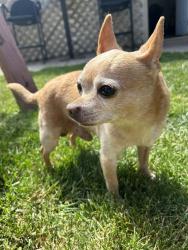 Found/Stray Male Dog last seen 74th and Madison, West Allis, WI 53214