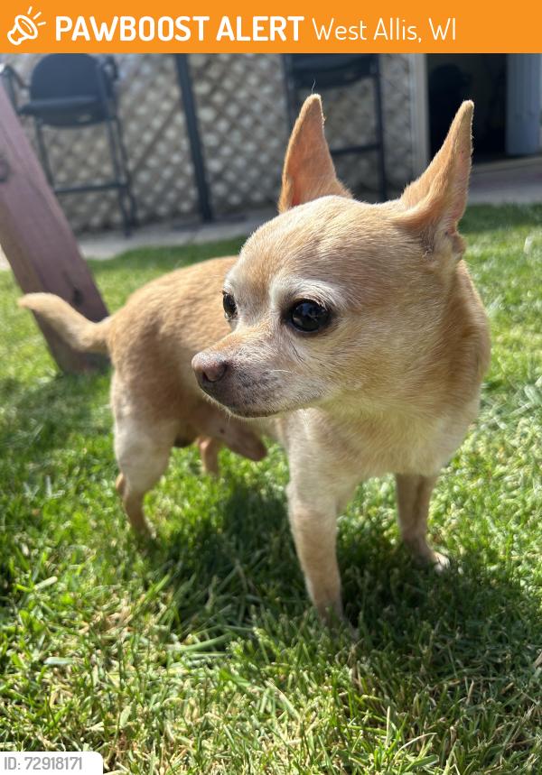 Found/Stray Male Dog last seen 74th and Madison, West Allis, WI 53214