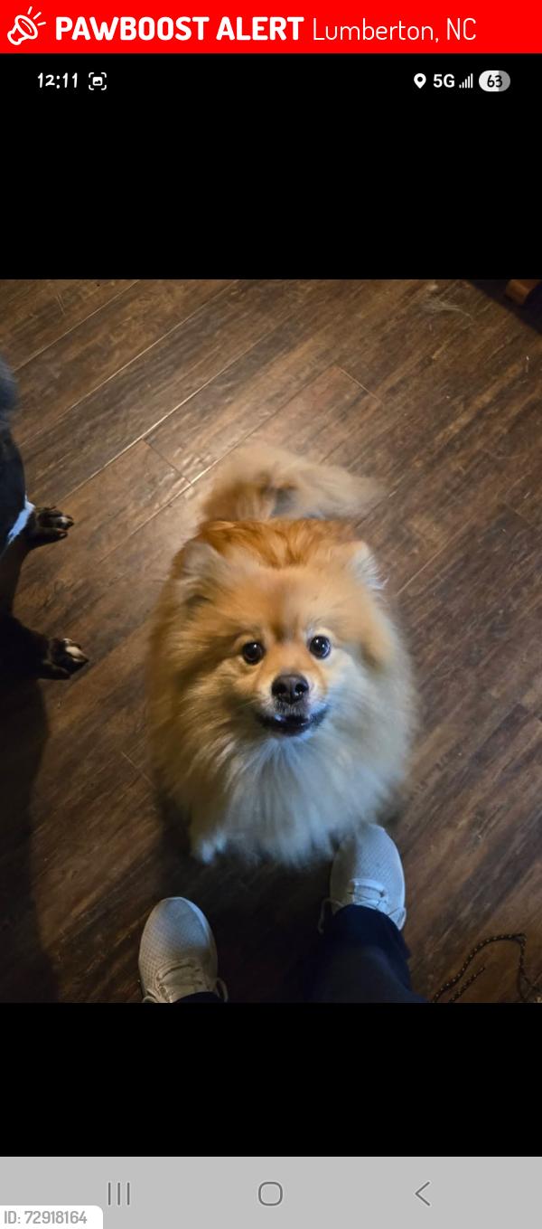 Lost Male Dog last seen Near N Chestnut St, Lumberton, NC 28358, Lumberton, NC 28358