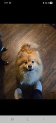 Lost Male Dog last seen Near N Chestnut St, Lumberton, NC 28358, Lumberton, NC 28358