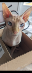 Reunited Male Cat last seen Cerro Castellan & San Marcos St in Lagos community , Manor, TX 78653