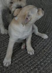 Reunited Male Dog last seen McDermitt Rd, Memphis, TN 38120, USA, Memphis, TN 38120