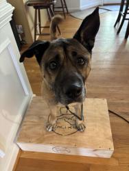 Reunited Male Dog last seen Old Kernersville Rd & Trotters Ridge Ln, Kernersville, NC 27284