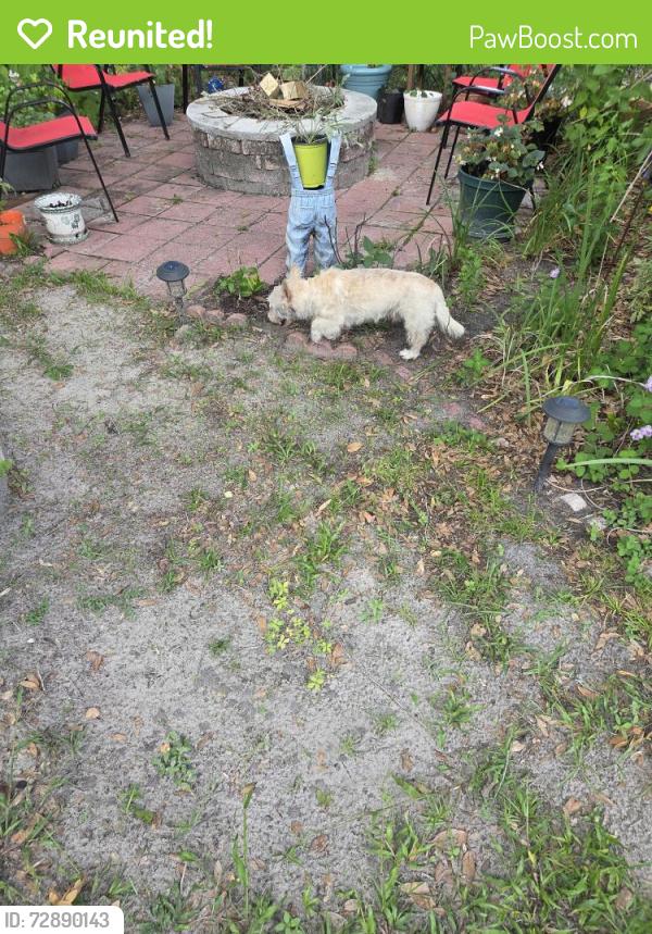 Reunited Male Dog last seen Ridgewood Ave, DeLand, FL 32720