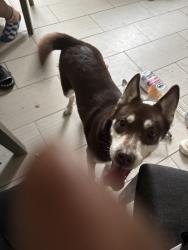 Reunited Female Dog last seen Bruce Pl SE, Washington, DC 20020