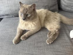 Lost Male Cat last seen Harvard & Broadway, Santa Monica, CA 90404