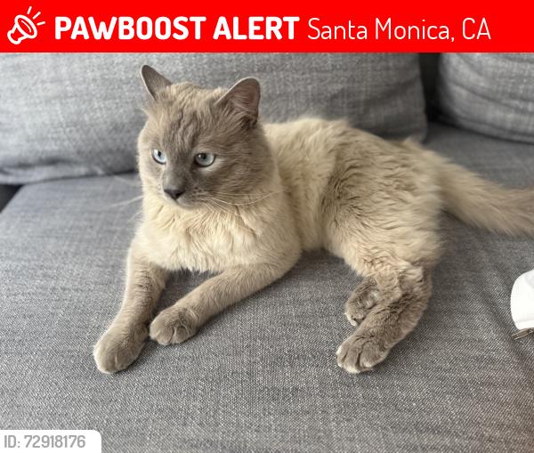 Lost Male Cat last seen Harvard & Broadway, Santa Monica, CA 90404