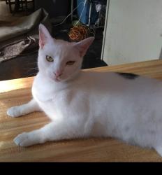 Lost Female Cat last seen SE 48th and Cascade Circle , Oklahoma City, OK 73129