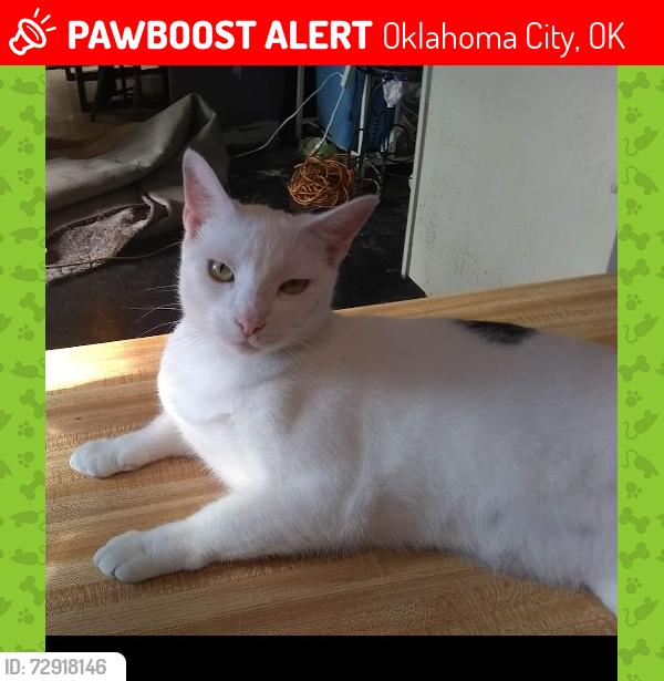 Lost Female Cat last seen SE 48th and Cascade Circle , Oklahoma City, OK 73129