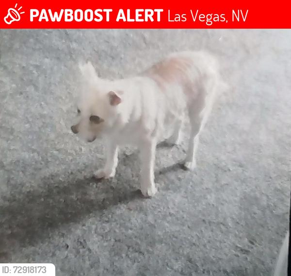 Lost Male Dog last seen Pecos-McLeod & Twain, Las Vegas, NV 89121