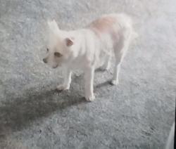 Lost Male Dog last seen Pecos-McLeod & Twain, Las Vegas, NV 89121