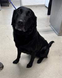 Shelter Stray Male Dog last seen MEBANE AC, Green Level, NC 27217