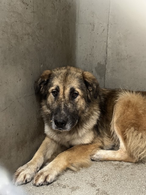 Shelter Stray Unknown Dog last seen Near BLOCK W ROSEWOOD ST., San Bernardino, CA 92401