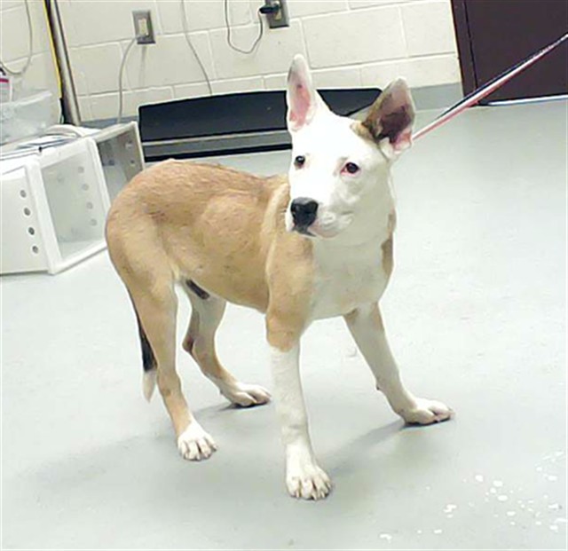 Shelter Stray Male Dog last seen Near BLOCK SHAW RD, FAYETTEVILLE NC 28311, Fayetteville, NC 28306