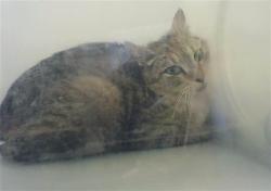 Shelter Stray Female Cat last seen Near BLOCK DUNCAN RD, SPRING LAKE NC 28390, Fayetteville, NC 28306