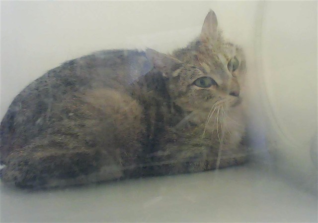 Shelter Stray Female Cat last seen Near BLOCK DUNCAN RD, SPRING LAKE NC 28390, Fayetteville, NC 28306