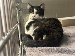 Shelter Stray Male Cat last seen Near , Indianapolis, IN 46221
