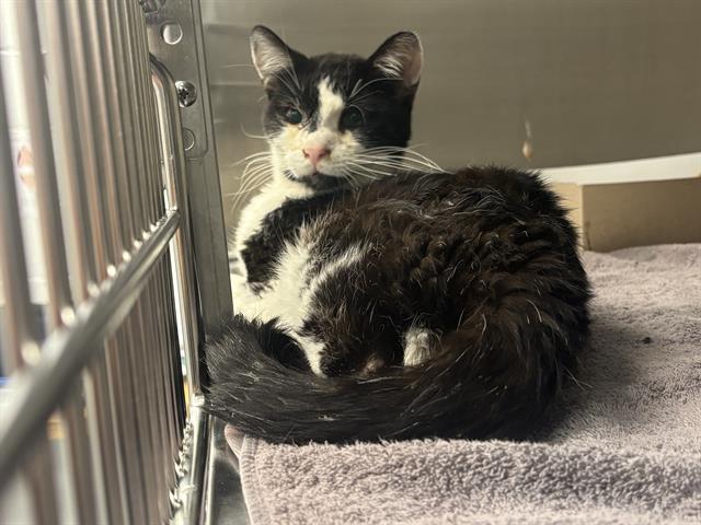 Shelter Stray Male Cat last seen Near , Indianapolis, IN 46221