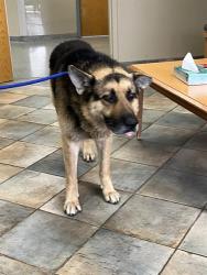 Shelter Stray Unknown Dog last seen Near , Indianapolis, IN 46221
