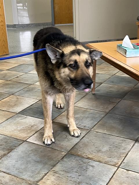 Shelter Stray Unknown Dog last seen Near , Indianapolis, IN 46221