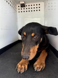 Shelter Stray Female Dog last seen Near BLK ROYAL SCOTS WY BAKERSFIELD,CA, Bakersfield, CA 93307