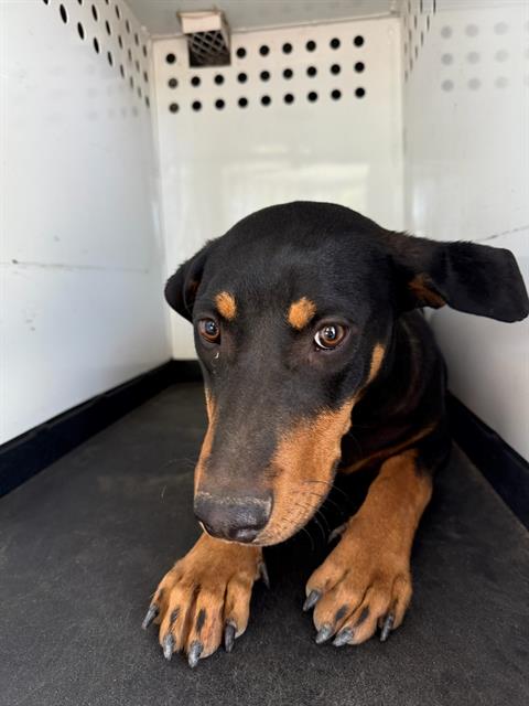 Shelter Stray Female Dog last seen Near BLK ROYAL SCOTS WY BAKERSFIELD,CA, Bakersfield, CA 93307