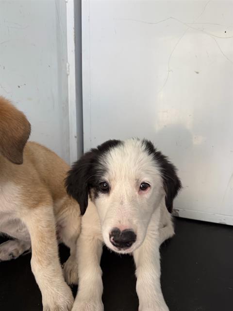 Shelter Stray Female Dog last seen Near BLK RHINE DR BAKERSFIELD,CA, Bakersfield, CA 93307