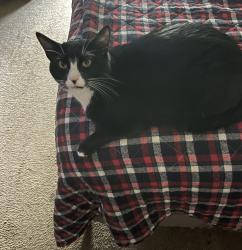 Reunited Male Cat last seen Alta Loma, Gleeves , Bluebird , Goodlettsville, TN 37072