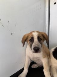 Shelter Stray Male Dog last seen Near BLK RHINE DR BAKERSFIELD,CA, Bakersfield, CA 93307