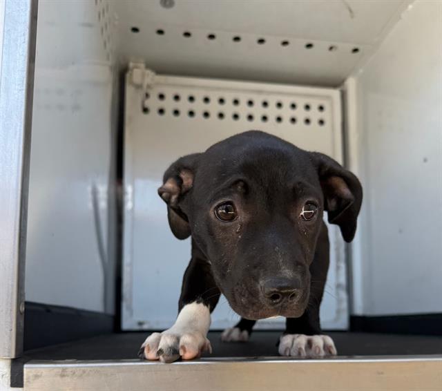 Shelter Stray Female Dog last seen Near BLK TAYLOR ST BAKERSFIELD,CA, Bakersfield, CA 93307