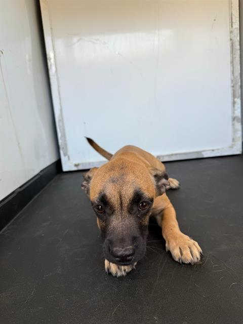 Shelter Stray Female Dog last seen Near BLK TAYLOR ST BAKERSFIELD,CA, Bakersfield, CA 93307