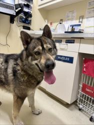 Shelter Stray Male Dog last seen CRANDALL CREEK PARK, Fremont, CA 94538