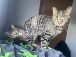 Reunited Male Cat last seen Timberlane Village apmts , Kansas City, MO 64138