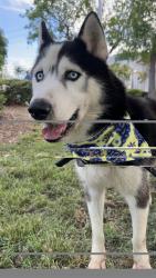 Shelter Stray Male Dog last seen Near BLOCK NW 6TH AVE, Doral, FL 33122