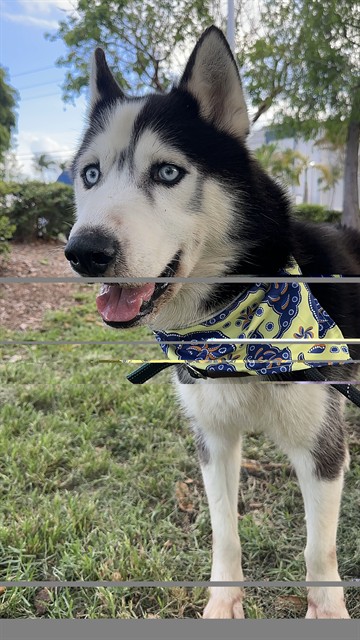Shelter Stray Male Dog last seen Near BLOCK NW 6TH AVE, Doral, FL 33122