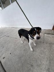 Shelter Stray Male Dog last seen Near BLOCK SPEEDWAY BVLD, Doral, FL 33122