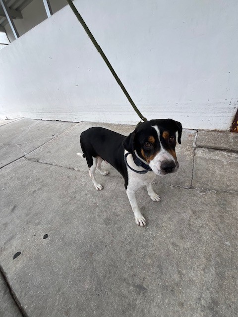 Shelter Stray Male Dog last seen Near BLOCK SPEEDWAY BVLD, Doral, FL 33122