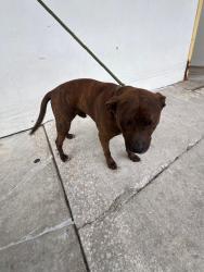 Shelter Stray Male Dog last seen Near BLOCK SW 328TH ST, Doral, FL 33122