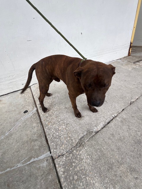 Shelter Stray Male Dog last seen Near BLOCK SW 328TH ST, Doral, FL 33122